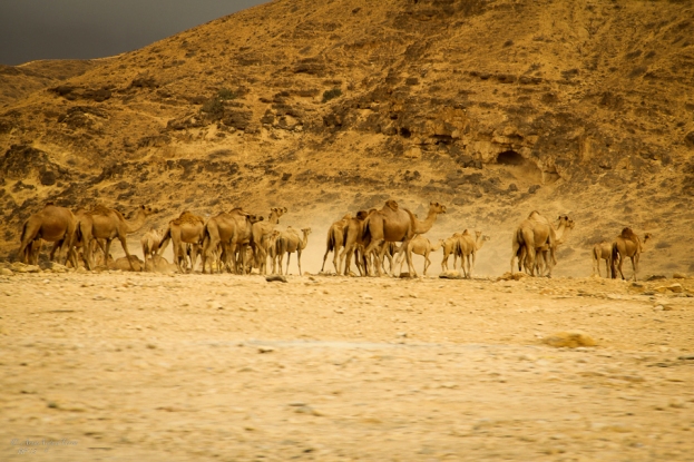 Oman, animali del deserto